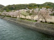 宇治川の桜と中の島