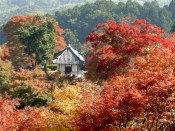 善峯寺の十三の塔と紅葉