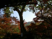 十輪寺の大樟樹と「なりひらもみじ」