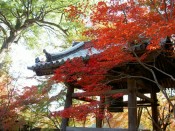 十輪寺の鐘楼と紅葉