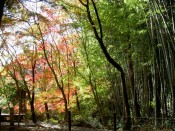 十輪寺の竹林と紅葉