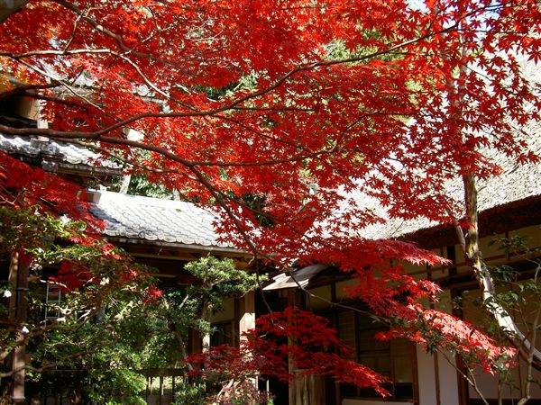 勝持寺の瑠璃光殿と真っ赤な紅葉