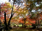 勝持寺庭園色づく紅葉