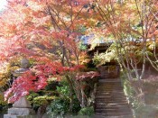 勝持寺の不動堂と紅葉