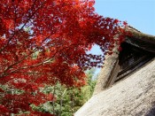 勝持寺の庫裡と紅葉