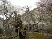 常照皇寺の九重櫻と左近の桜