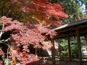 大原野神社の紅葉