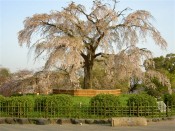 円山公園の一重白彼岸枝垂桜