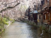 桜・祇園白川