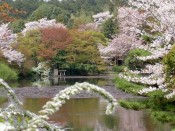 龍安寺鏡容池の桜