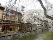 祇園白川の桜