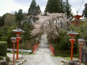 正法寺極楽橋と桜