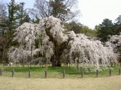 上賀茂神社の御所桜