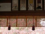 平野神社拝殿と桜