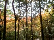 高山寺の金堂道と紅葉