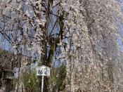 大報恩寺の阿亀桜