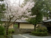 松尾大社の桜