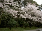 松尾大社の桜