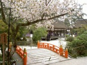 上賀茂神社の賀茂桜と玉橋