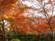 天龍寺の紅葉