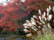 宝厳院庭園の紅葉