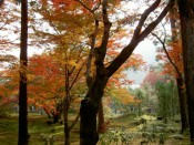宝厳院庭園の紅葉