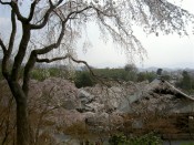 天龍寺多宝殿と桜