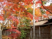 宝厳院庭園「蓑垣」の紅葉