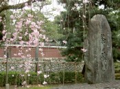 建仁寺茶碑と桜