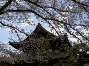 建仁寺法堂と桜