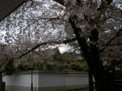 本隆寺の桜