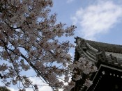 桜・本隆寺