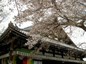 本隆寺の桜