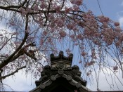 雨宝院（西陣聖天宮）の桜