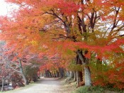大沢池周辺の散策路の紅葉