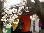 雨宝院（西陣聖天宮）の桜
