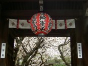 桜・雨宝院