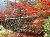 光悦寺「光悦垣」と紅葉