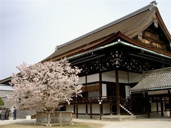 京都御所「左近の桜」