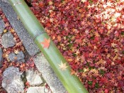 光悦寺参道の落ち葉