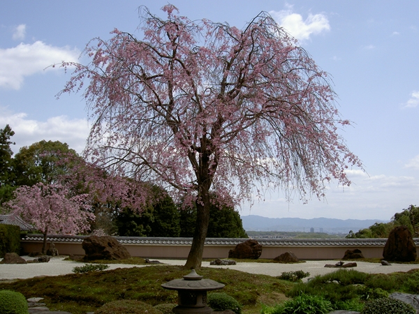 正法寺鳥獣の石庭と桜