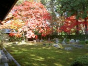 円通寺あざやかな紅葉