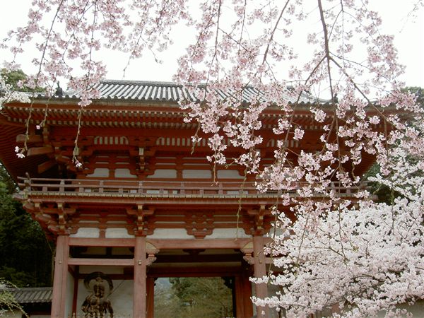 醍醐寺仁王門と桜