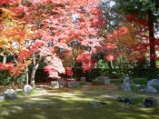 円通寺庭園の紅葉