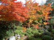 枯山水庭園の紅葉