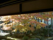 紅葉・宝泉院