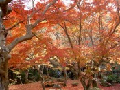圓光寺庭園で赤く色づく紅葉