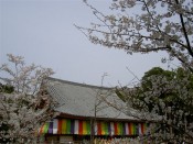 醍醐寺金堂と桜