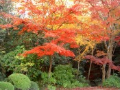詩仙堂の紅葉