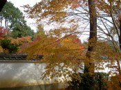 実相院の紅葉